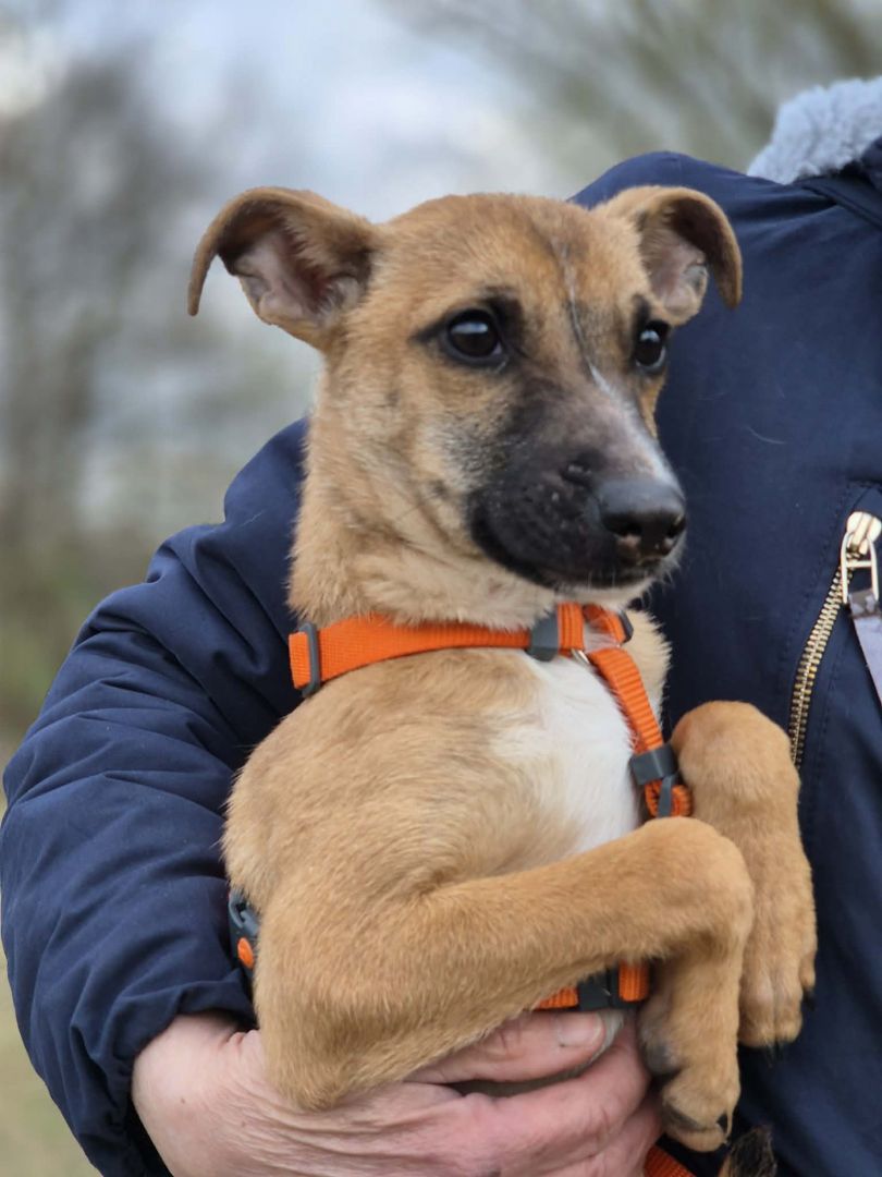 Polduś - 5 miesięczny, delikatny, nakolankowy psiak  - Zdjęcie 1