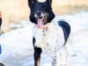 Łatek - przyjaciel na dobre i na złe!