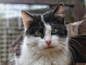 Furka - kotolubna kotka, spokojna, nieśmiała